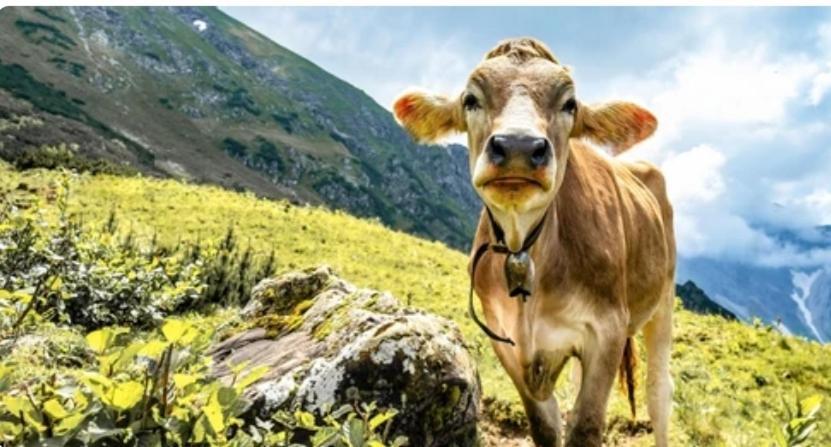 Ferienwohnung Weber Alpenglueck Lechbruck Buitenkant foto